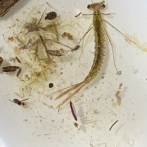 Coenagrionidae (family) at Forde, ACT - 7 Nov 2020 02:30 PM