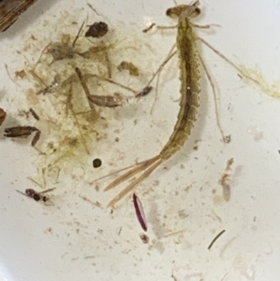 Coenagrionidae sp. (family) (Unidentified damselfly) at Forde, ACT - 7 Nov 2020 by Waterwatch