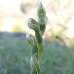 Hymenochilus sp. at Conder, ACT - 20 Oct 2020