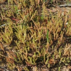 Crassula sieberiana (Austral Stonecrop) at Kaleen, ACT - 5 Oct 2020 by michaelb