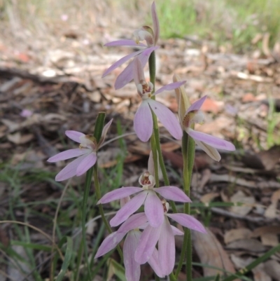 Caladenia carnea (Pink Fingers) at Kaleen, ACT - 5 Oct 2020 by michaelb