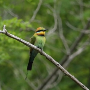 Merops ornatus at Coree, ACT - 6 Nov 2020