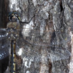 Hemicordulia australiae (Australian Emerald) at Forde, ACT - 6 Nov 2020 by jbromilow50