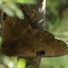 Dasypodia selenophora (Southern old lady moth) at Lower Molonglo - 6 Nov 2020 by jbromilow50