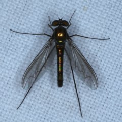 Heteropsilopus sp. (genus) (A long legged fly) at Forde, ACT - 6 Nov 2020 by jb2602