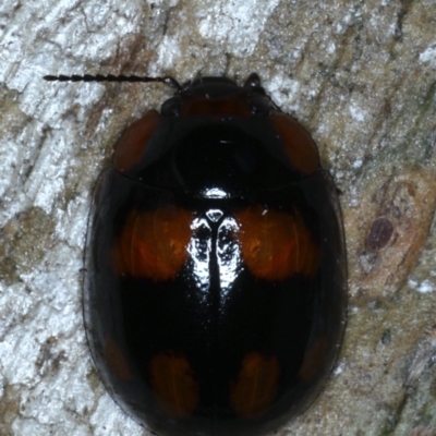 Paropsisterna beata (Blessed Leaf Beetle) at Forde, ACT - 6 Nov 2020 by jbromilow50