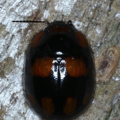 Paropsisterna beata (Blessed Leaf Beetle) at Forde, ACT - 6 Nov 2020 by jb2602