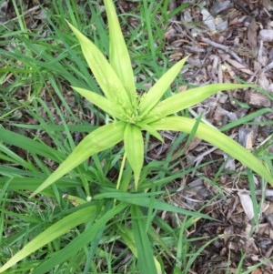 Cyperus at Pambula, NSW - 5 Nov 2020 11:44 AM