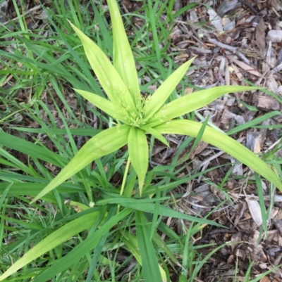 Cyperus (Flat Sedges) at Pambula, NSW - 5 Nov 2020 by Panboola