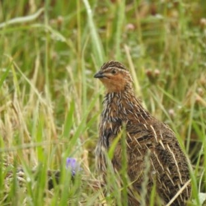 Coturnix pectoralis at Wallaroo, NSW - 7 Nov 2020 08:26 AM