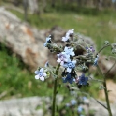 Cynoglossum australe (Australian Forget-me-not) at O'Malley, ACT - 8 Nov 2020 by Mike