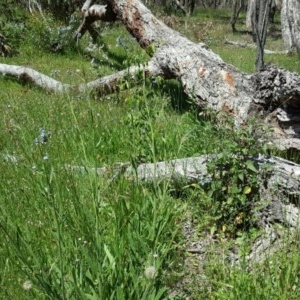 Cynoglossum australe at O'Malley, ACT - 8 Nov 2020