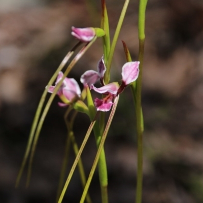 Diuris dendrobioides (Late Mauve Doubletail) at Downer, ACT by petersan