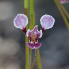 Diuris dendrobioides at suppressed - suppressed