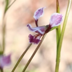 Diuris dendrobioides at suppressed - suppressed