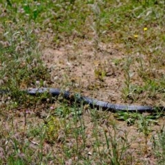 Pseudechis porphyriacus (Red-bellied Black Snake) at Molonglo River Reserve - 9 Nov 2020 by Kurt