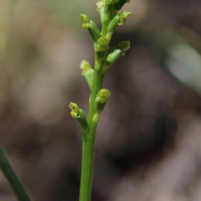 Microtis parviflora (Slender Onion Orchid) at Downer, ACT - 9 Nov 2020 by petersan