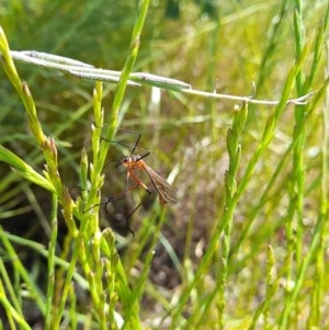 Harpobittacus australis at Forde, ACT - 6 Nov 2020