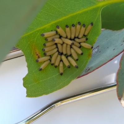 Paropsis atomaria (Eucalyptus leaf beetle) at Forde, ACT - 6 Nov 2020 by YumiCallaway