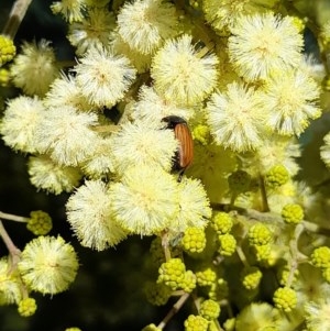 Phyllotocus rufipennis at Forde, ACT - 6 Nov 2020