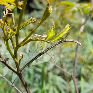 Nabis sp. (genus) at Forde, ACT - 6 Nov 2020