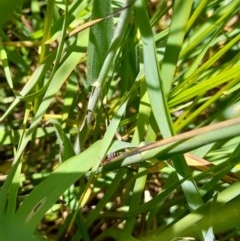 Carphurus sp. (genus) at Forde, ACT - 6 Nov 2020