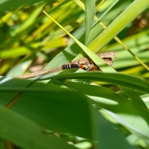 Carphurus sp. (genus) at Forde, ACT - 6 Nov 2020