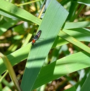 Carphurus sp. (genus) at Forde, ACT - 6 Nov 2020