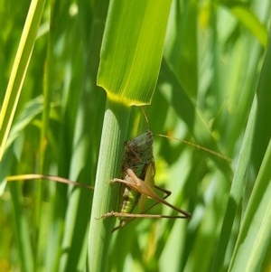 Conocephalus sp. (genus) at Forde, ACT - 6 Nov 2020