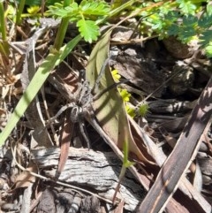 Tasmanicosa sp. (genus) (Unidentified Tasmanicosa wolf spider) at Forde, ACT - 6 Nov 2020 by YumiCallaway