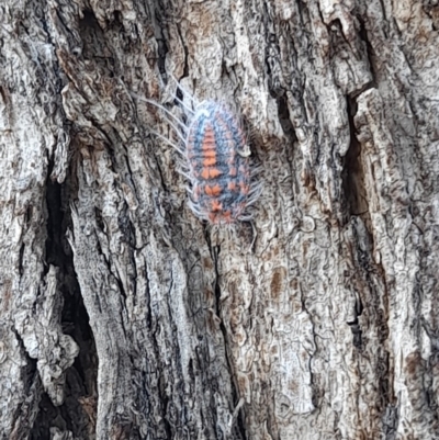 Monophlebulus sp. (genus) (Giant Snowball Mealybug) at Forde, ACT - 6 Nov 2020 by YumiCallaway