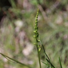 Microtis sp. (Onion Orchid) at Downer, ACT - 9 Nov 2020 by petersan
