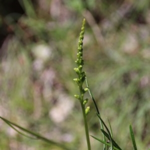 Microtis sp. at Downer, ACT - 9 Nov 2020