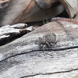 Maratus vespertilio at Forde, ACT - 6 Nov 2020