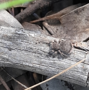 Maratus vespertilio at Forde, ACT - 6 Nov 2020