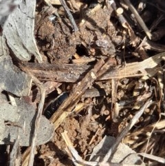 Drymaplaneta sp. (genus) at Forde, ACT - 6 Nov 2020