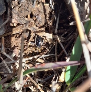 Drymaplaneta sp. (genus) at Forde, ACT - 6 Nov 2020