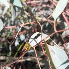 Paropsisterna cloelia (Eucalyptus variegated beetle) at Forde, ACT - 6 Nov 2020 by YumiCallaway