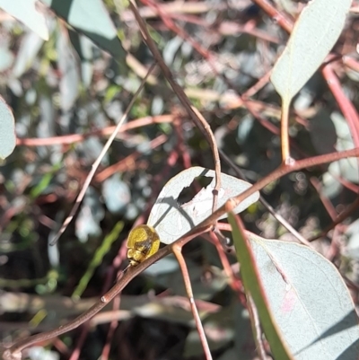 Paropsisterna cloelia (Eucalyptus variegated beetle) at Forde, ACT - 6 Nov 2020 by YumiCallaway
