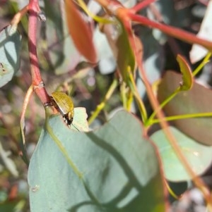 Paropsisterna cloelia at Forde, ACT - 6 Nov 2020