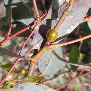 Paropsisterna cloelia at Forde, ACT - 6 Nov 2020