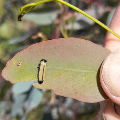 Paropsisterna cloelia (Eucalyptus variegated beetle) at Forde, ACT - 6 Nov 2020 by YumiCallaway