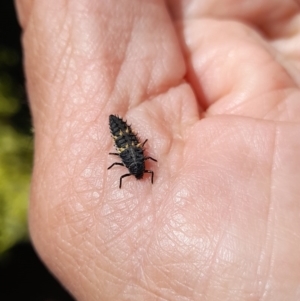 Harmonia conformis at Forde, ACT - 6 Nov 2020