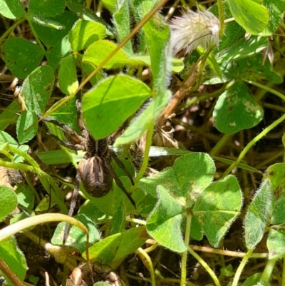 Venatrix sp. (genus) (Unidentified Venatrix wolf spider) at Forde, ACT - 6 Nov 2020 by YumiCallaway