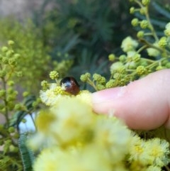 Dicranosterna immaculata at Forde, ACT - 6 Nov 2020 12:34 PM