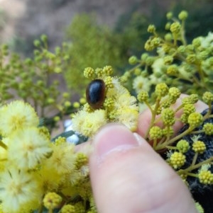 Dicranosterna immaculata at Forde, ACT - 6 Nov 2020 12:34 PM