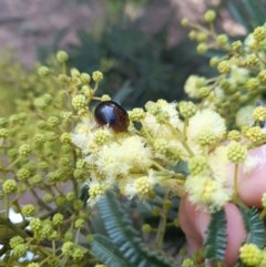 Dicranosterna immaculata at Forde, ACT - 6 Nov 2020