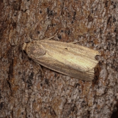 Athetis tenuis (Plain Tenuis Moth) at Forde, ACT - 6 Nov 2020 by kasiaaus