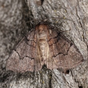 Dysbatus undescribed species at Forde, ACT - 6 Nov 2020 08:33 PM