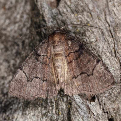 Dysbatus undescribed species (A Line-moth) at Forde, ACT - 6 Nov 2020 by kasiaaus